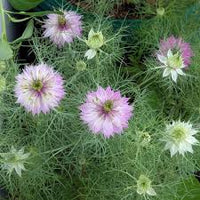 Nigella Persian Blumensamen zur Aussaat – Wildblume Mischung – Traditionssorte & ohne Gentechnik Samen Hausgarten