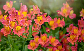 Rot Gelb Alstroemeria Blumensamen zur Aussaat – leuchtend Blüten – Traditionssorte & ohne Gentechnik Samen Hausgarten