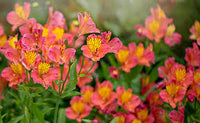 Rot Gelb Alstroemeria Blumensamen zur Aussaat – leuchtend Blüten – Traditionssorte & ohne Gentechnik Samen Hausgarten