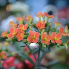 Flammendes Käthchen Rot Orange Blumensamen zur Aussaat – Bestäuber freundlich – Traditionssorte & ohne Gentechnik Samen Hausgarten