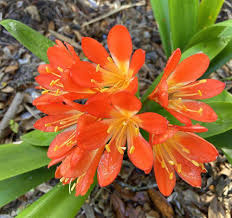 Clivia Blumensamen zur Aussaat – Bestäuber freundlich – Traditionssorte & ohne Gentechnik Samen Hausgarten