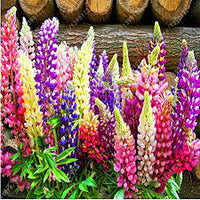 Lupine Gemischt Blumensamen zur Aussaat – ideal Rabatten – Traditionssorte & ohne Gentechnik Samen Hausgarten