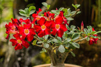 Rot Wüstenrose Obesum Blumensamen zur Aussaat – Garten beliebt – Traditionssorte & ohne Gentechnik Samen Hausgarten