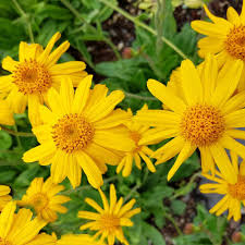 Semi di Arnica montana da seminare