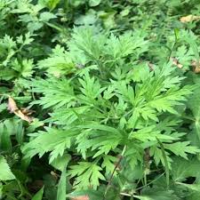 Artemisia Argyi Blumensamen zur Aussaat – Landhaus Garten wichtig – Traditionssorte & ohne Gentechnik Samen Hausgarten