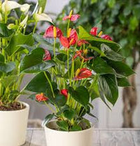 Rot Flamingoblume Blumensamen zur Aussaat – kompakt Wuchs – Traditionssorte & ohne Gentechnik Samen Hausgarten