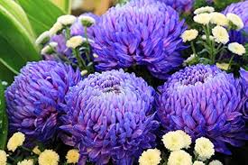 Blau Violett Chrysantheme Blumensamen zur Aussaat – saisonal Dauerblüher – Traditionssorte & ohne Gentechnik Samen Hausgarten