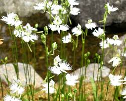 Taube Reiher Blumensamen zur Aussaat – leuchtend – Traditionssorte & ohne Gentechnik Samen Hausgarten
