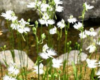 Taube Reiher Blumensamen zur Aussaat – leuchtend – Traditionssorte & ohne Gentechnik Samen Hausgarten