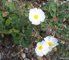 Salviifolius Blumensamen zur Aussaat – sonnenliebend – Traditionssorte & ohne Gentechnik Samen Hausgarten