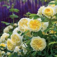 Gelb Weiß kletternd Rose Blumensamen zur Aussaat – Wildblume Mischung – Traditionssorte & ohne Gentechnik Samen Hausgarten