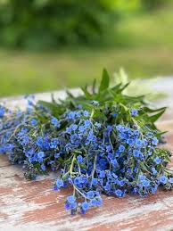 Blau Cynoglossum Amabile Blumensamen zur Aussaat – Landhaus Garten wichtig – Traditionssorte & ohne Gentechnik Samen Hausgarten