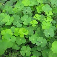 Mini Four Leaf Clover Blumensamen zur Aussaat – Garten beliebt – Traditionssorte & ohne Gentechnik Samen Hausgarten