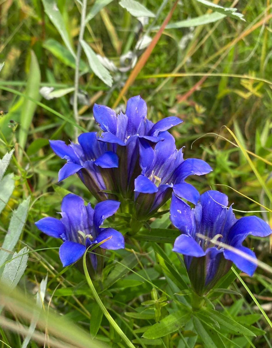 Violett Gentian Blumensamen zur Aussaat