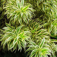 Grün Dracaena Fargans Blumensamen zur Aussaat – lang Blüte Saison – Traditionssorte & ohne Gentechnik Samen Hausgarten