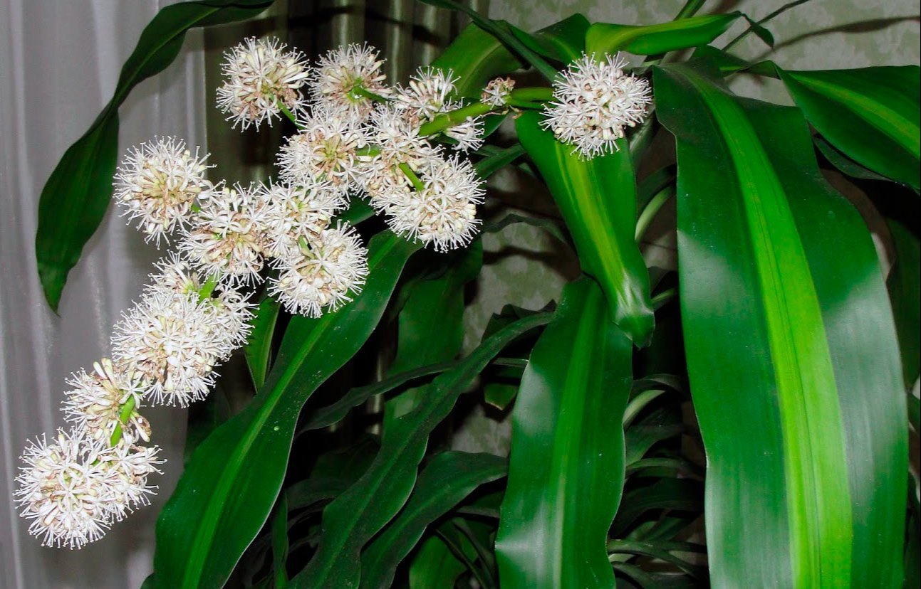 Traditionssorte Marginata Blumensamen zur Aussaat leuchtend Blüten Traditionssorte & ohne Gentechnik Samen Hausgarten