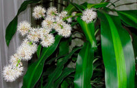 Traditionssorte Marginata Blumensamen zur Aussaat leuchtend Blüten Traditionssorte & ohne Gentechnik Samen Hausgarten