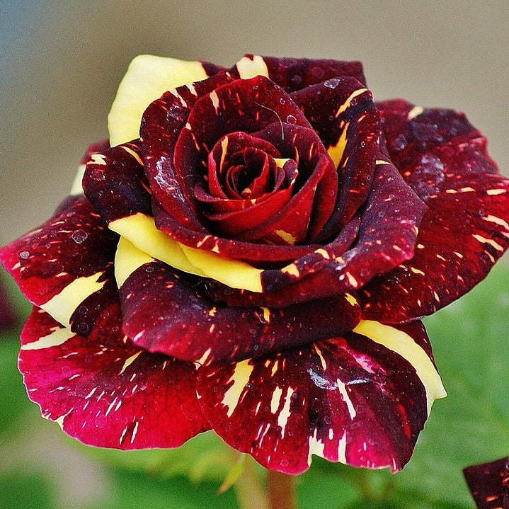 selten Dragon Rose Blumensamen zur Aussaat – farbenfroh Schau – Traditionssorte & ohne Gentechnik Samen Hausgarten