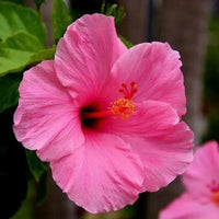 Dramatic hibiscus blume samen for garten anpflanzung