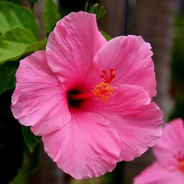 Dramatic hibiscus blume samen for garten anpflanzung