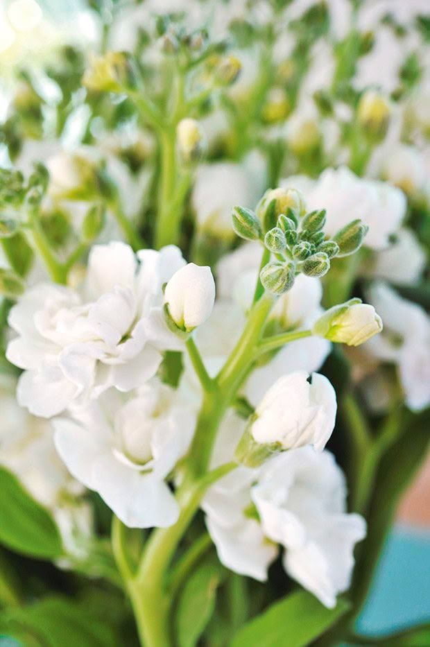 Weiß Scented Stock Blumensamen zur Aussaat – Halbschatten verträglich – Traditionssorte & ohne Gentechnik Samen Hausgarten