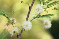Grün Desert Fern Blumensamen zur Aussaat – kompakt Wuchs – Traditionssorte & ohne Gentechnik Samen Hausgarten