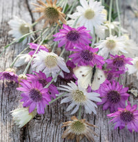 Dried xeranthemum blumen for home décor
