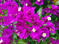 MultiColour Drillingsblume Bougainvillea Blumensamen zur Aussaat Landhaus Garten wichtig Traditionssorte & ohne Gentechnik Samen Hausgarten