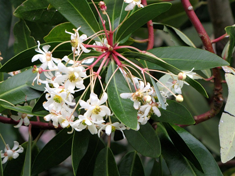 Drimy's Lanceolata Blumensamen zur Aussaat – Anzucht – Traditionssorte & ohne Gentechnik Samen Hausgarten