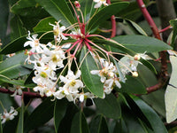 Drimy's Lanceolata Blumensamen zur Aussaat – Anzucht – Traditionssorte & ohne Gentechnik Samen Hausgarten