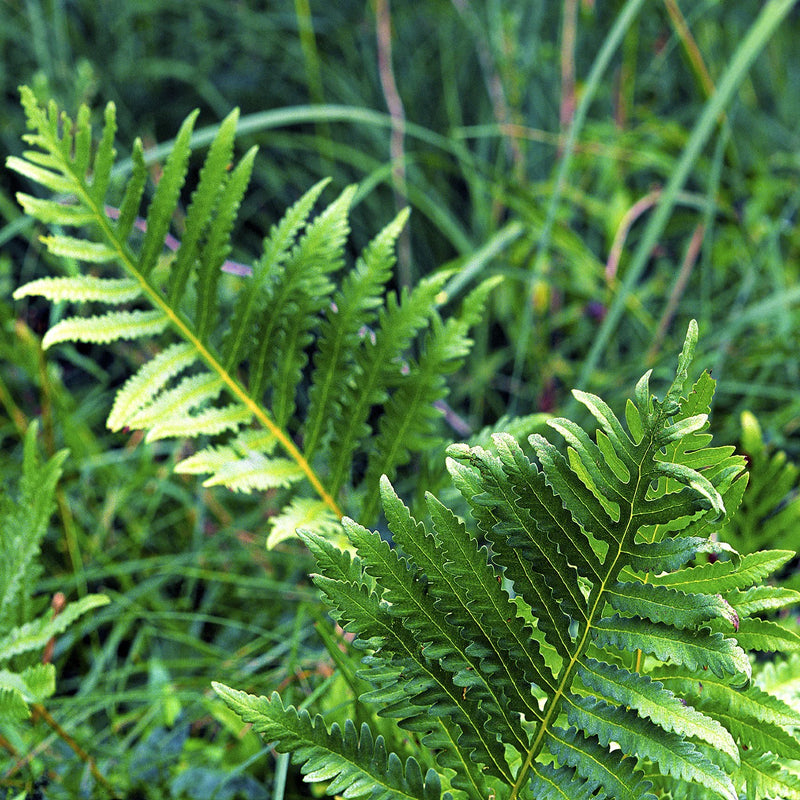 Grün Fern Spore Blumensamen zur Aussaat – saisonal Dauerblüher – Traditionssorte & ohne Gentechnik Samen Hausgarten