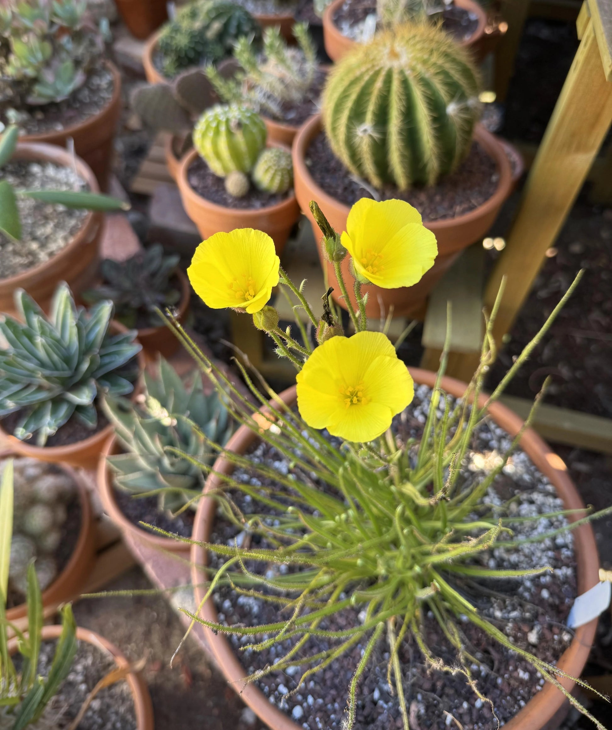 Drosophyllum Blumensamen zur Aussaat Anzucht Traditionssorte & ohne Gentechnik Samen Hausgarten