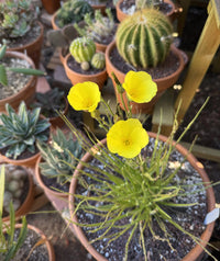 Drosophyllum Blumensamen zur Aussaat Anzucht Traditionssorte & ohne Gentechnik Samen Hausgarten