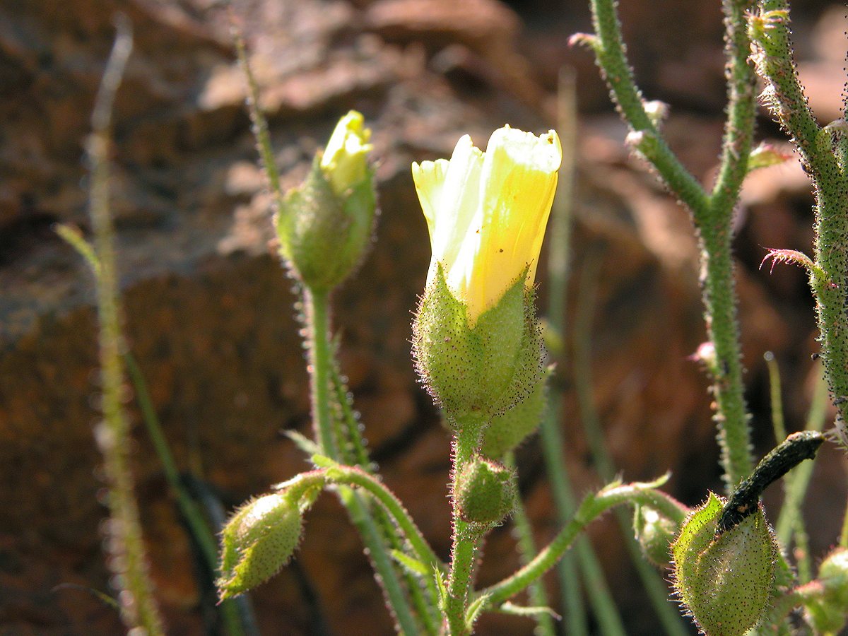 Drosophyllum Blumensamen zur Aussaat Anzucht Traditionssorte & ohne Gentechnik Samen Hausgarten