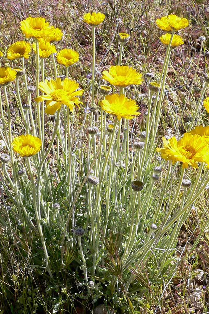 Drought tolerant Desert Marigold Samen for dry climates