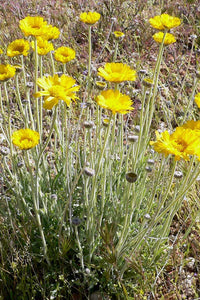Drought tolerant Desert Marigold Samen for dry climates