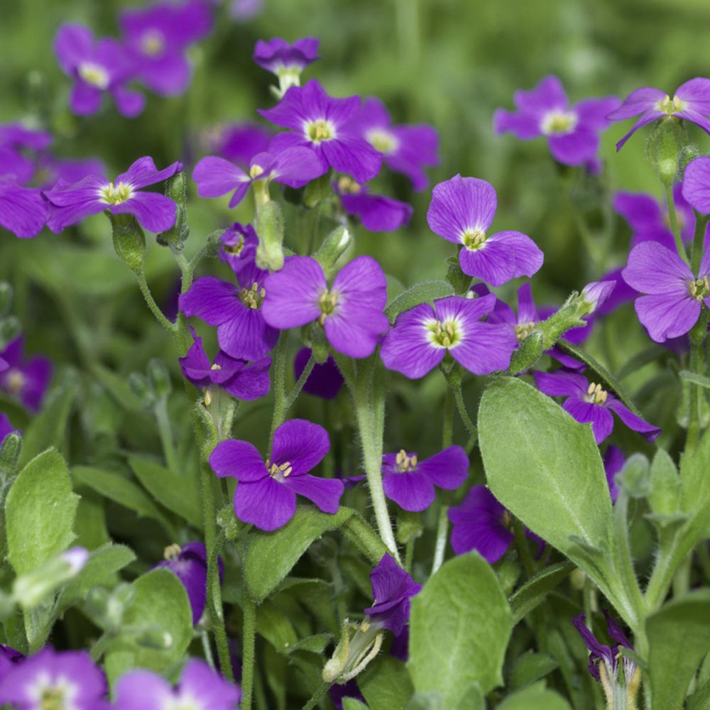 Drought-tolerant rock cress samen for landscaping