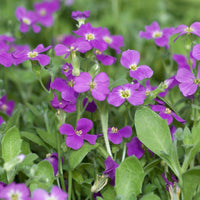 Drought-tolerant rock cress samen for landscaping