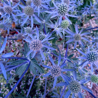 Drought tolerant sea holly samen