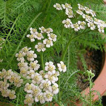 White Yarrow Anbau in a wildflower meadow