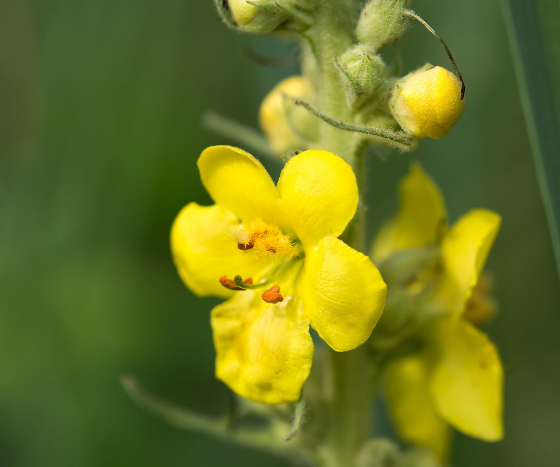 Drought-tolerant gelb woolly mullein pflanzen