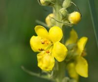Drought-tolerant gelb woolly mullein pflanzen