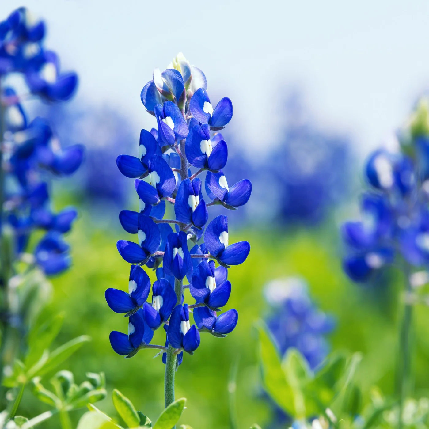 Blau Bonnet Blumensamen zur Aussaat – Landhaus Garten wichtig – Traditionssorte & ohne Gentechnik Samen Hausgarten