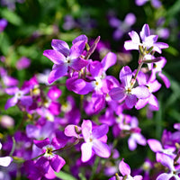 Bicornis Blumensamen zur Aussaat – farbenfroh Schau – Traditionssorte & ohne Gentechnik Samen Hausgarten