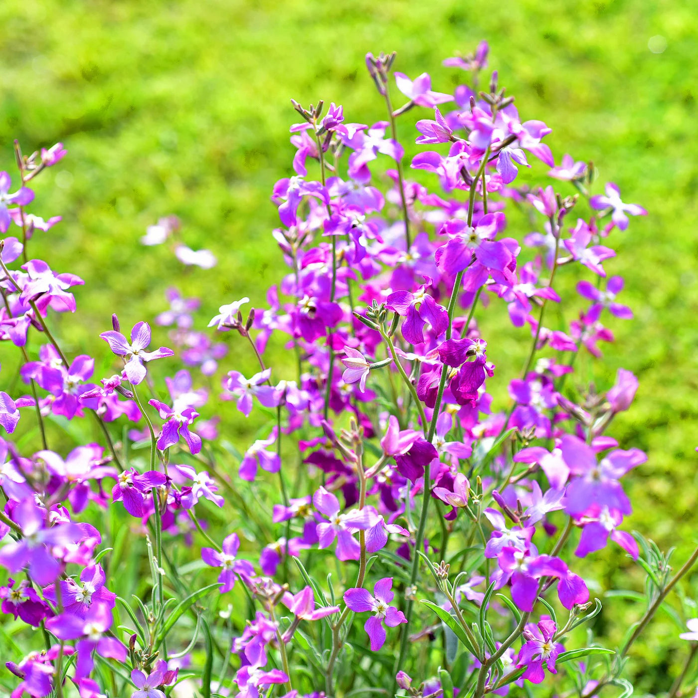 Lila Gemischt EveningScented Blumensamen zur Aussaat pflegeleicht Traditionssorte & ohne Gentechnik Samen Hausgarten