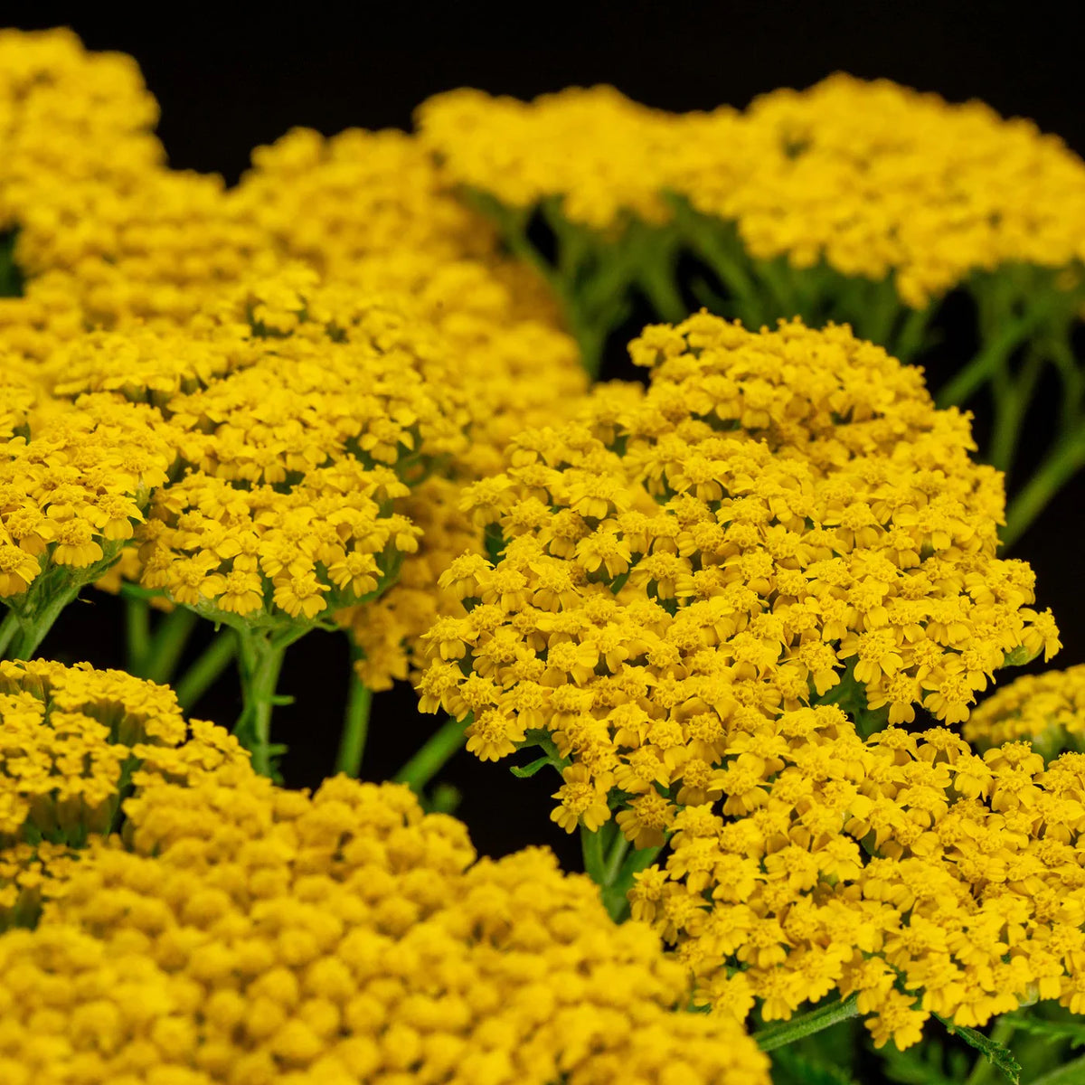 Yarrow (yarrow blume) samen for anpflanzung in home garten