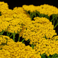 Yarrow (yarrow blume) samen for anpflanzung in home garten