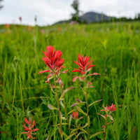 Castilleja (castilleja indivisa) samen for anpflanzung in home garten