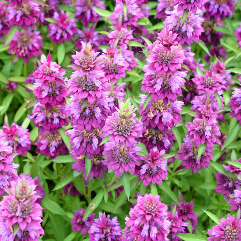 Graines de fleurs de Monarda citriodora pour une plantation facile