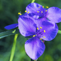 Tradescantia Spiderwort Blumensamen zur Aussaat leuchtend Blüten Traditionssorte & ohne Gentechnik Samen Hausgarten